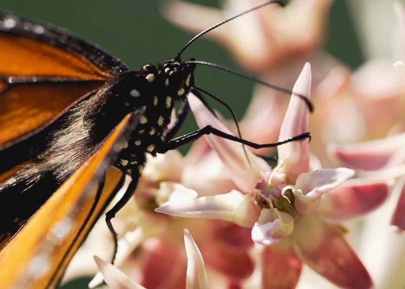 Monarch butterflies have been recently seen in Yosemite National Park, park officials said on Twitter on Aug. 10, 2019. 