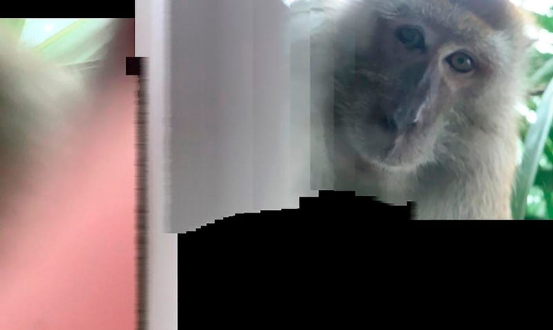 Monkey takes selfies