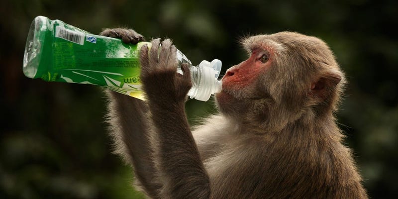 Osterlind: Monkeys Overrun Thailand City (Video)