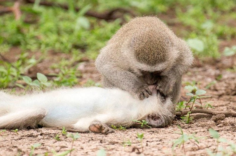 Monkey Does CPR