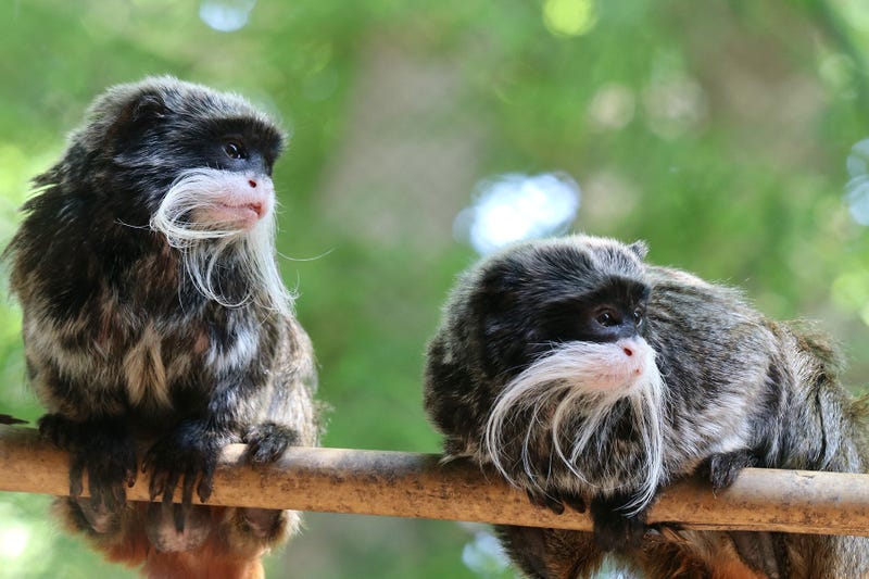Two emperor tamarin monkeys that went missing from the Dallas Zoo were found Tuesday in an abandoned house in Lancaster.