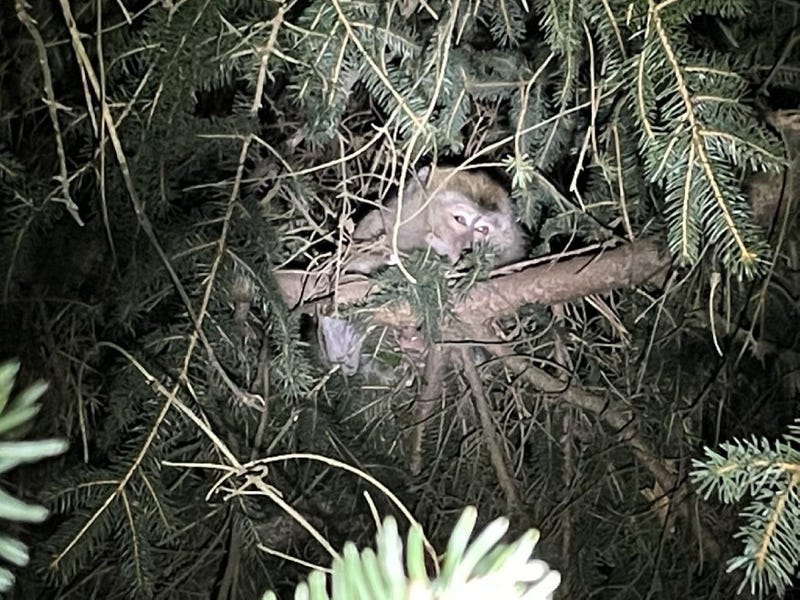 escaped monkey