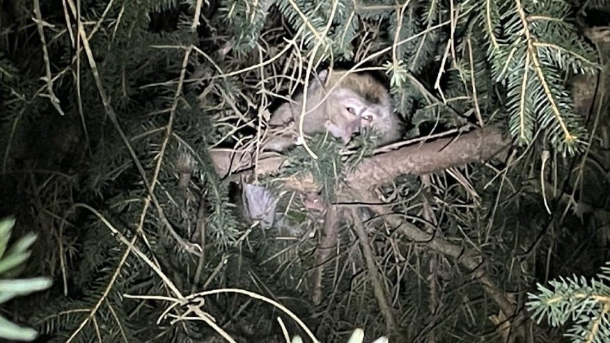 Woman falls ill after finding escaped CDC-bound lab monkeys involved in truck crash
