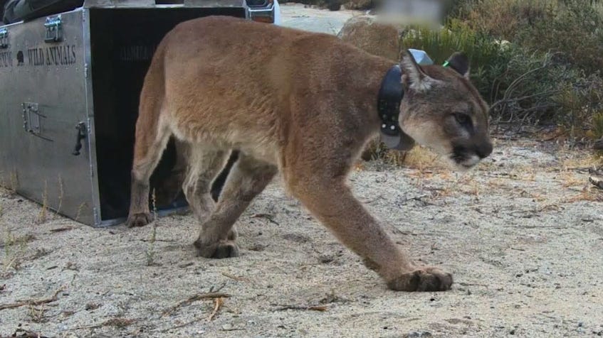 Female mountain lion rescued from wildfire dies less than a year after release