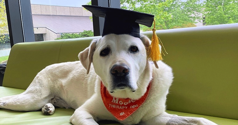 Graduation Dog