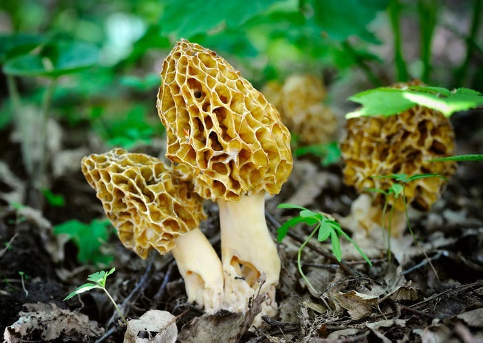 Morel mushrooms