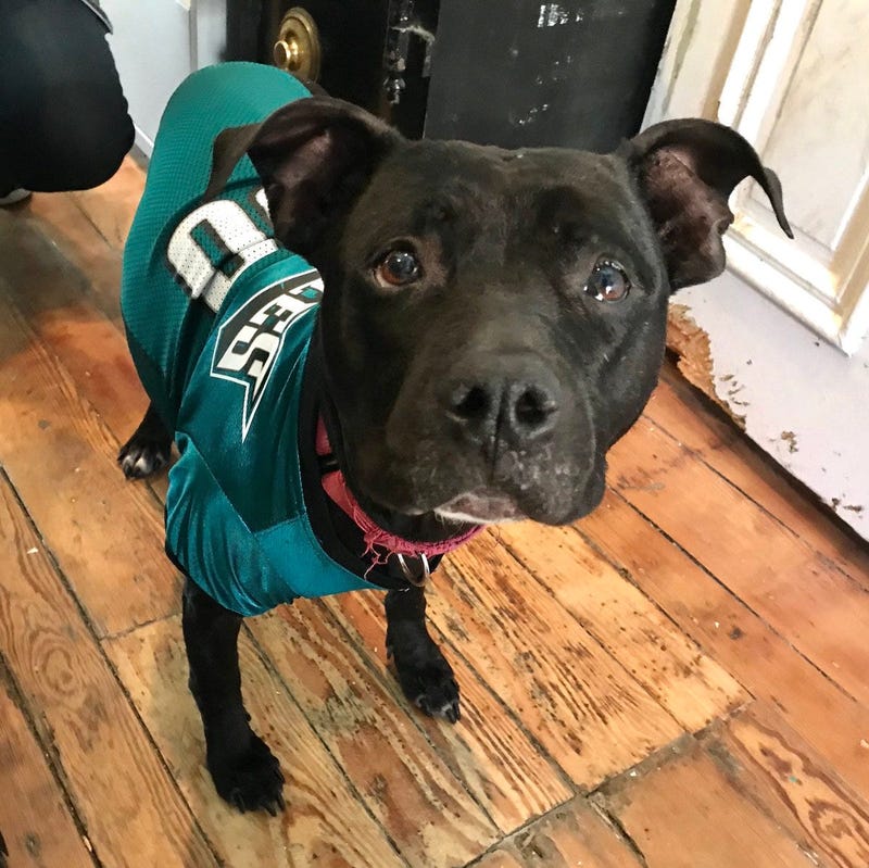 Adoptable pup Nicky poses in an Eagles jersey.