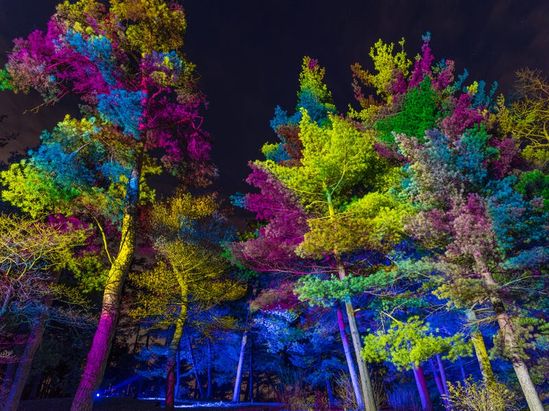 Illumination: Tree of Lights at The Morton Arboretum