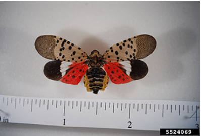 Mosca Linterna Con Manchas 