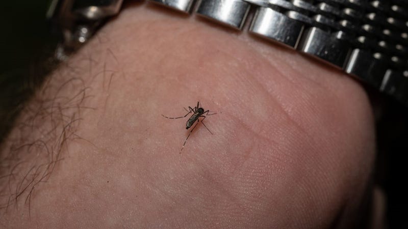Matthew Vanderpool, environmental health specialist and entomologist for the Louisville Metro Department of Public Health and Wellness, is fed upon by a female mosquito on August 25, 2021 in Louisville, Kentucky. 