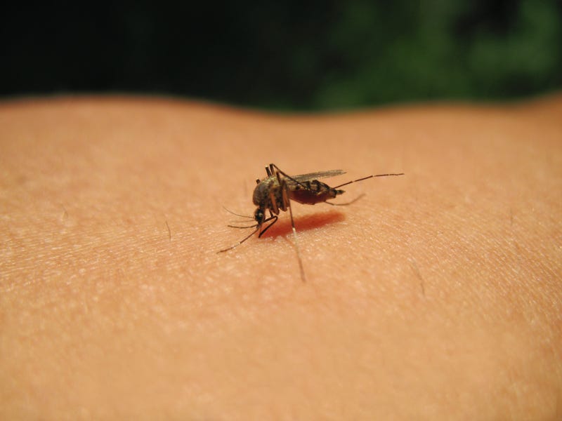 A mosquito takes a bite out of human skin