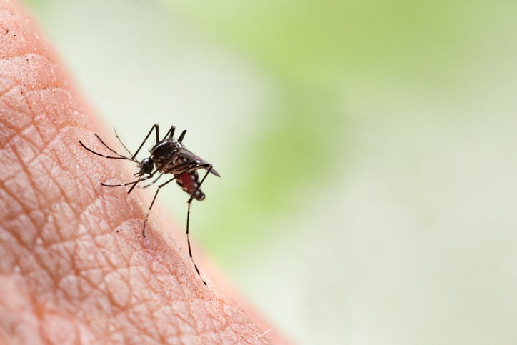 Mosquito biting