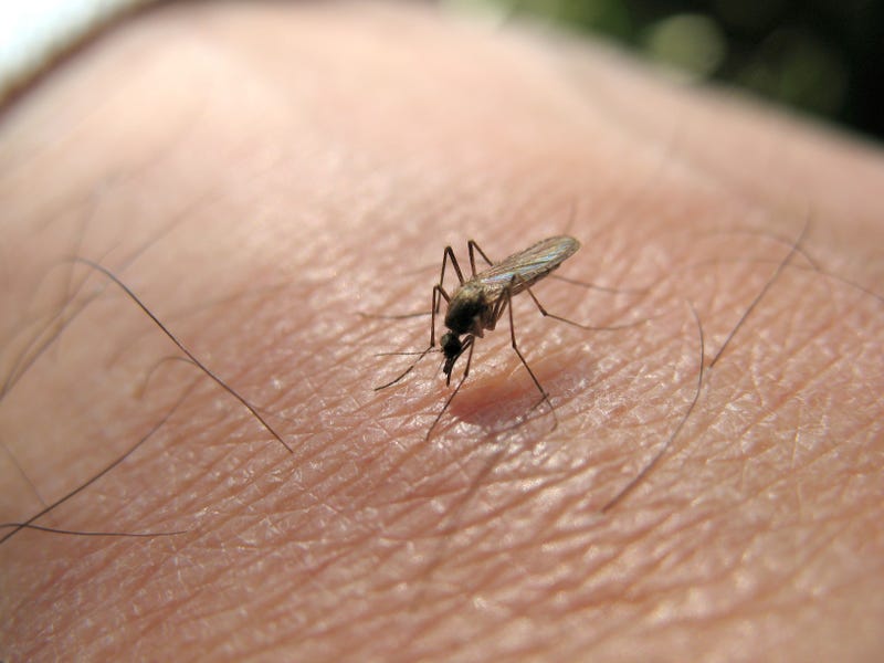 mosquito