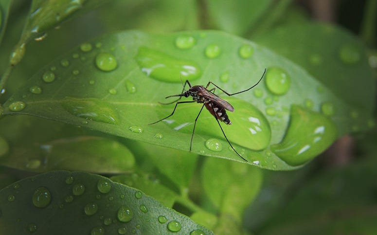 Mosquito West Nile