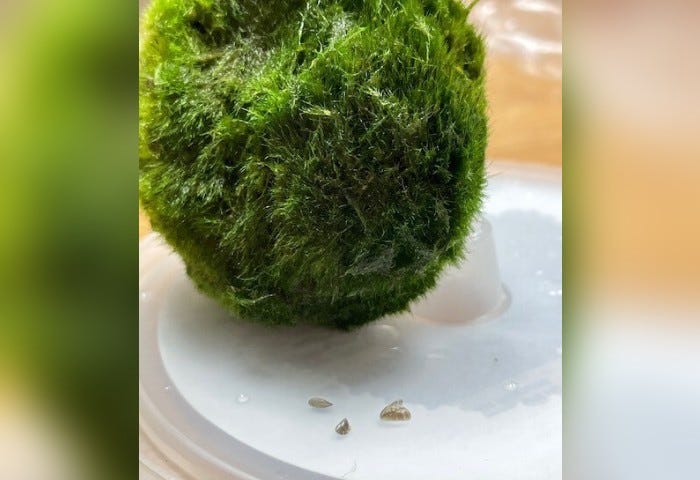 A moss ball along with invasive zebra mussels. Authorities urge aquarium owners to destroy the mussels, but not to dump moss balls.