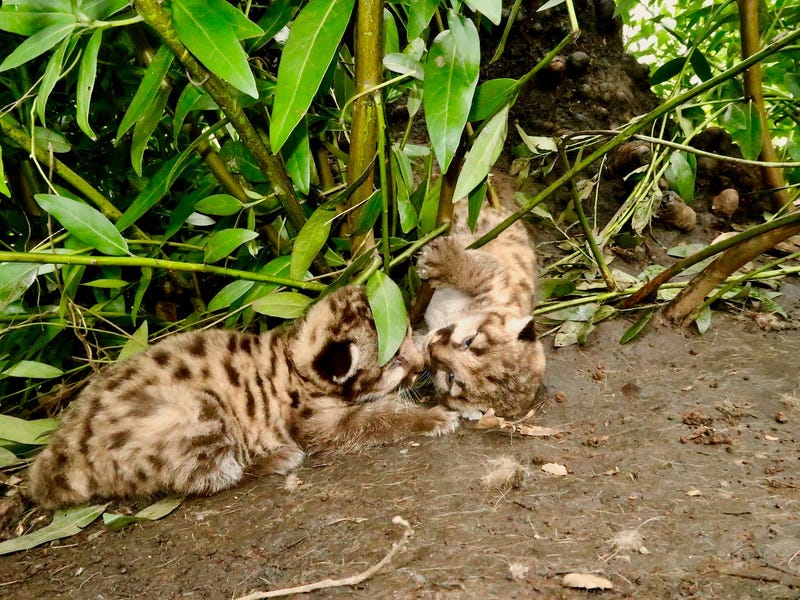 Two mountain lion kitten were found in Trione-Annadel State Park days after they were born. 