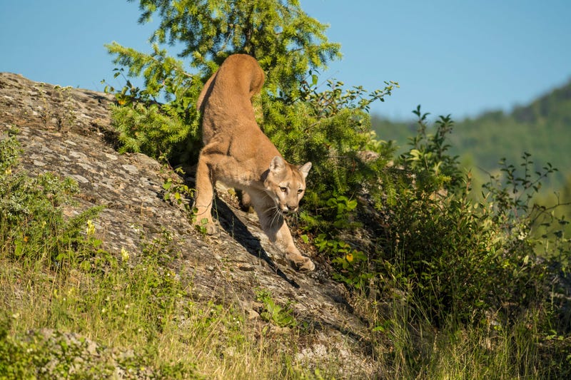 Mountain Lion