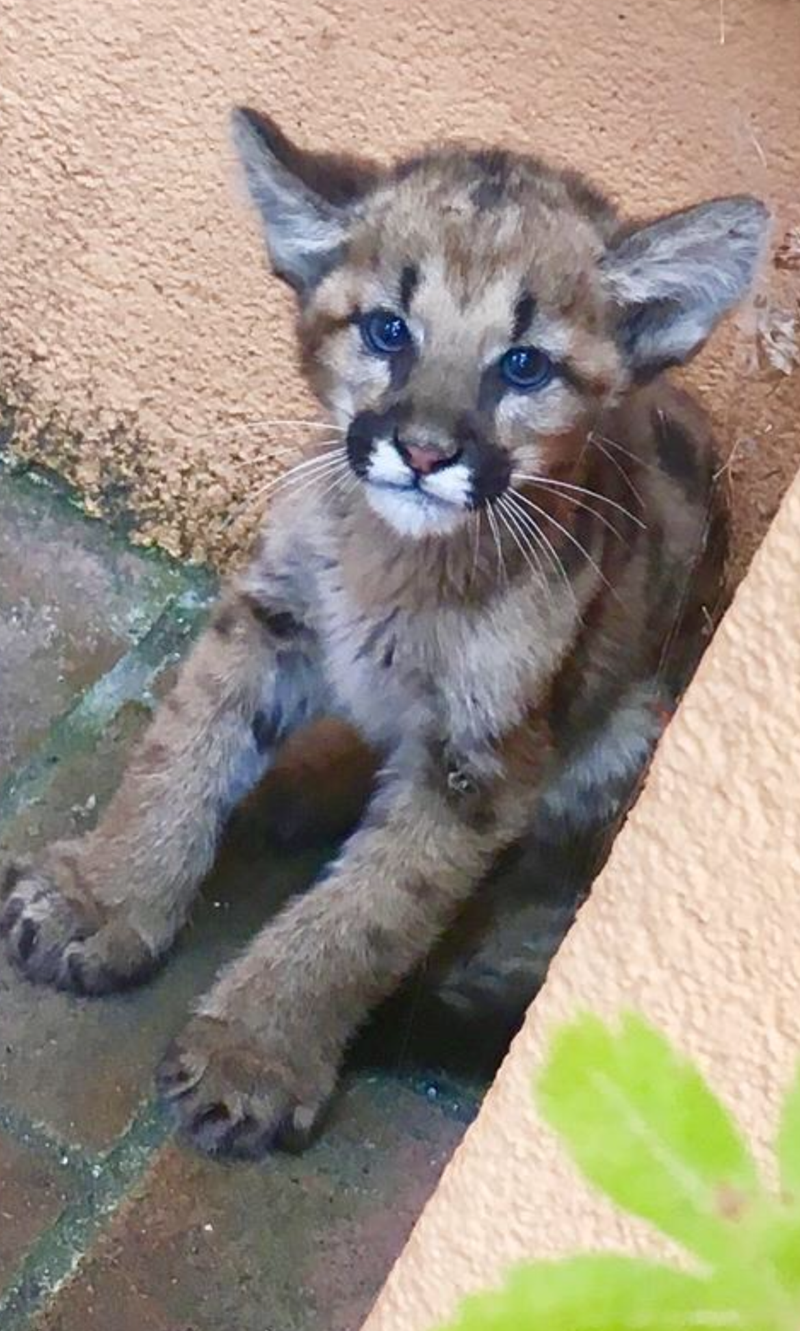 A mountain lion cub spotted in San Carlos.