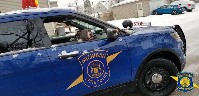 MSP dog in car
