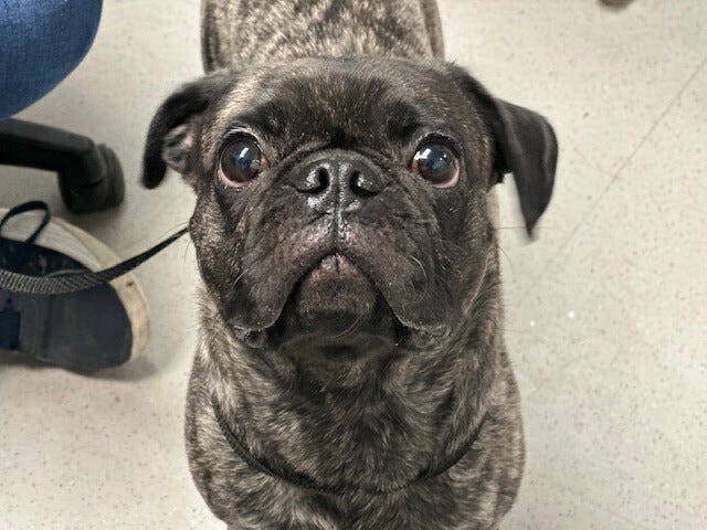 Adoptable dog at ACC