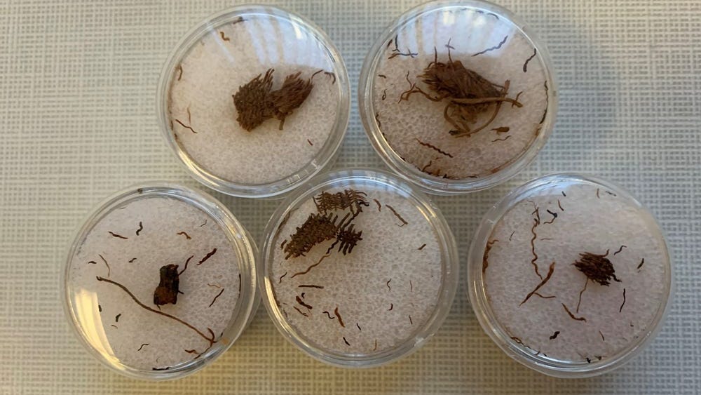 Border Agents Seize Ancient Egyptian Mummy Linens At Blue Water Bridge