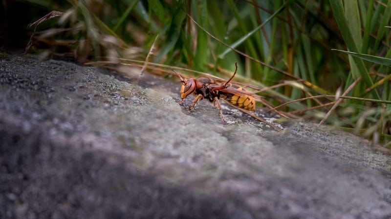 Murder Hornet