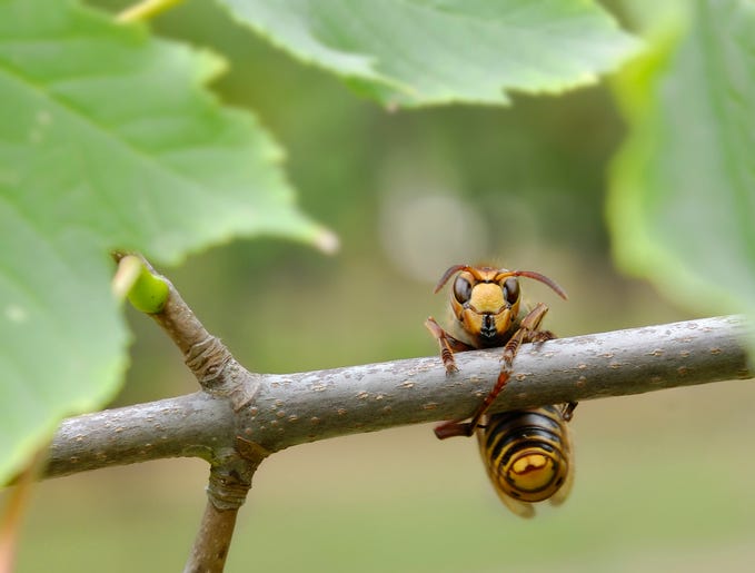 Honeybees are using feces to freeze out murder hornets