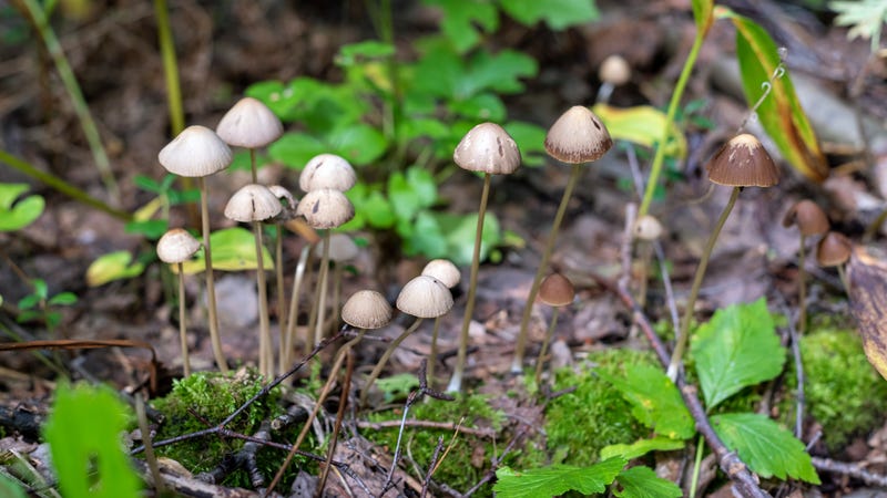 mushrooms