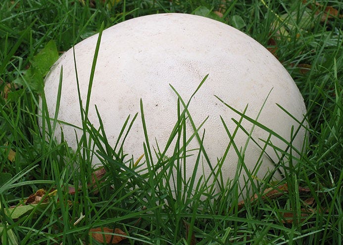 mushroom in grass