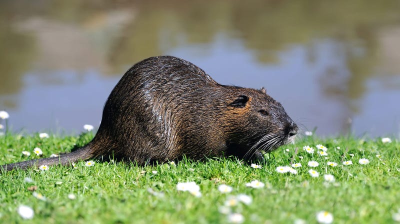 muskrat