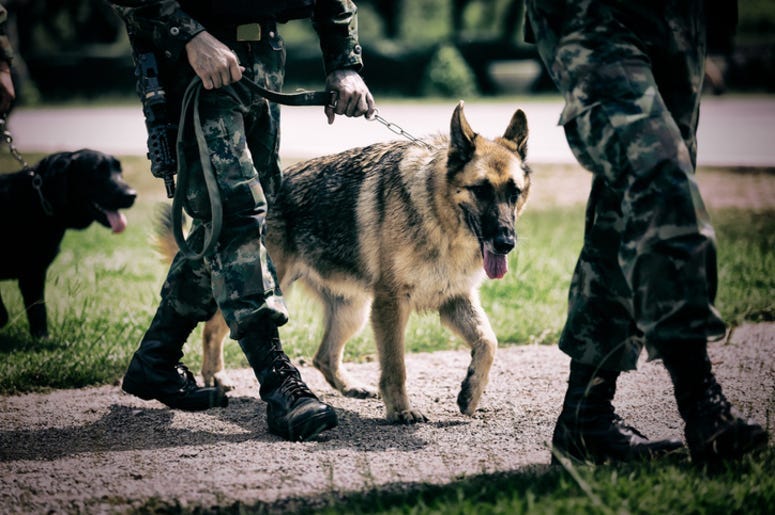 Soldier with military working dog