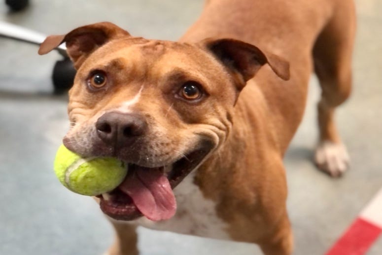 Nacho @ Austin Humane Society December 2020