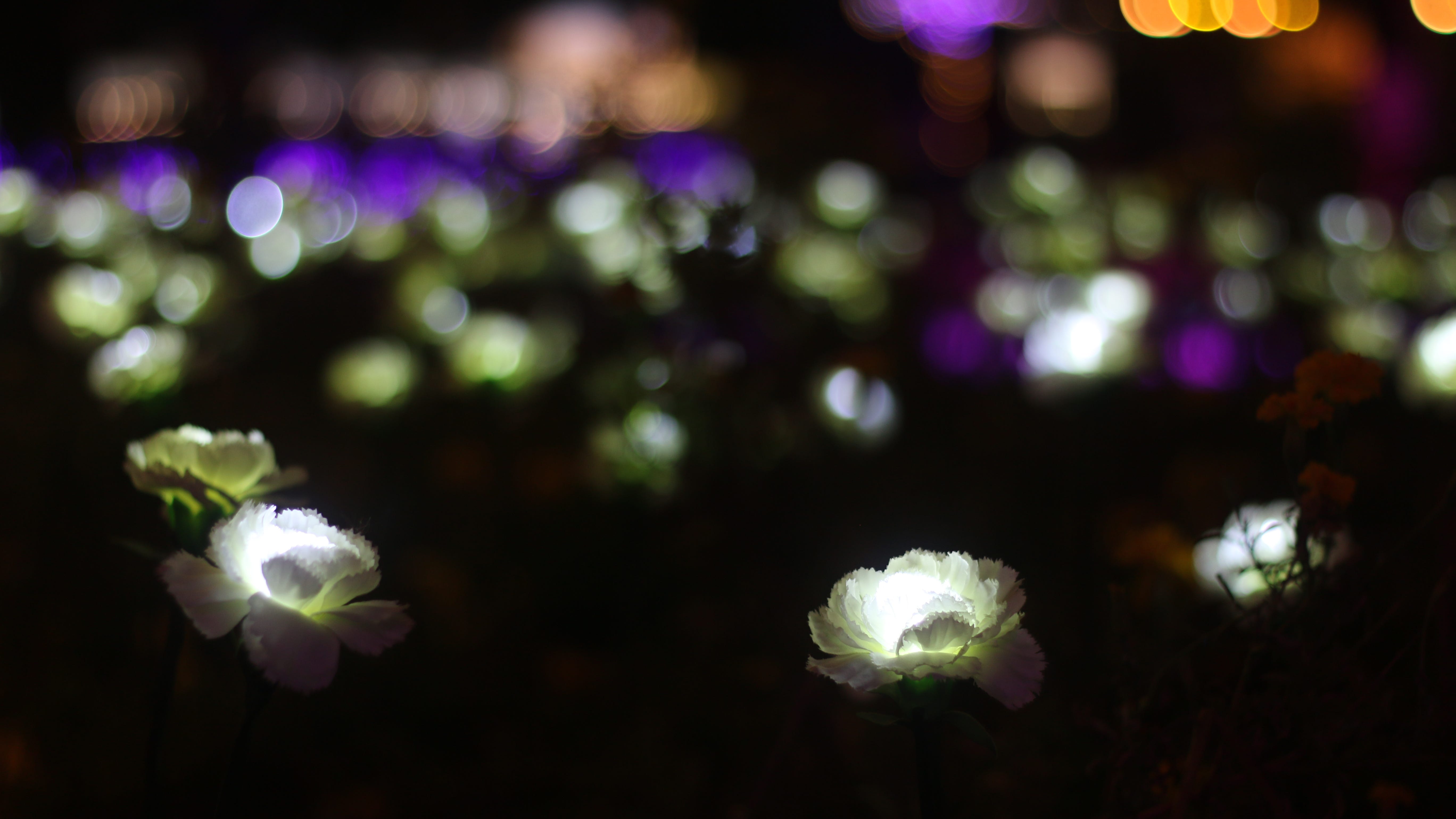 Luminations returns to Wildflowercenter w/ a glowing celebration for Mama Nature