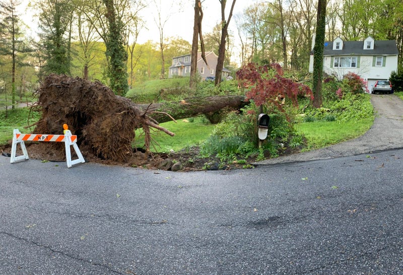 Storms took down this massive tree on this property on Pine Ridge Road in Nether Providence, Delaware County.