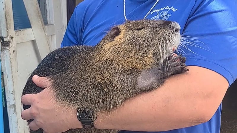 close up of nutria being held in person's arms