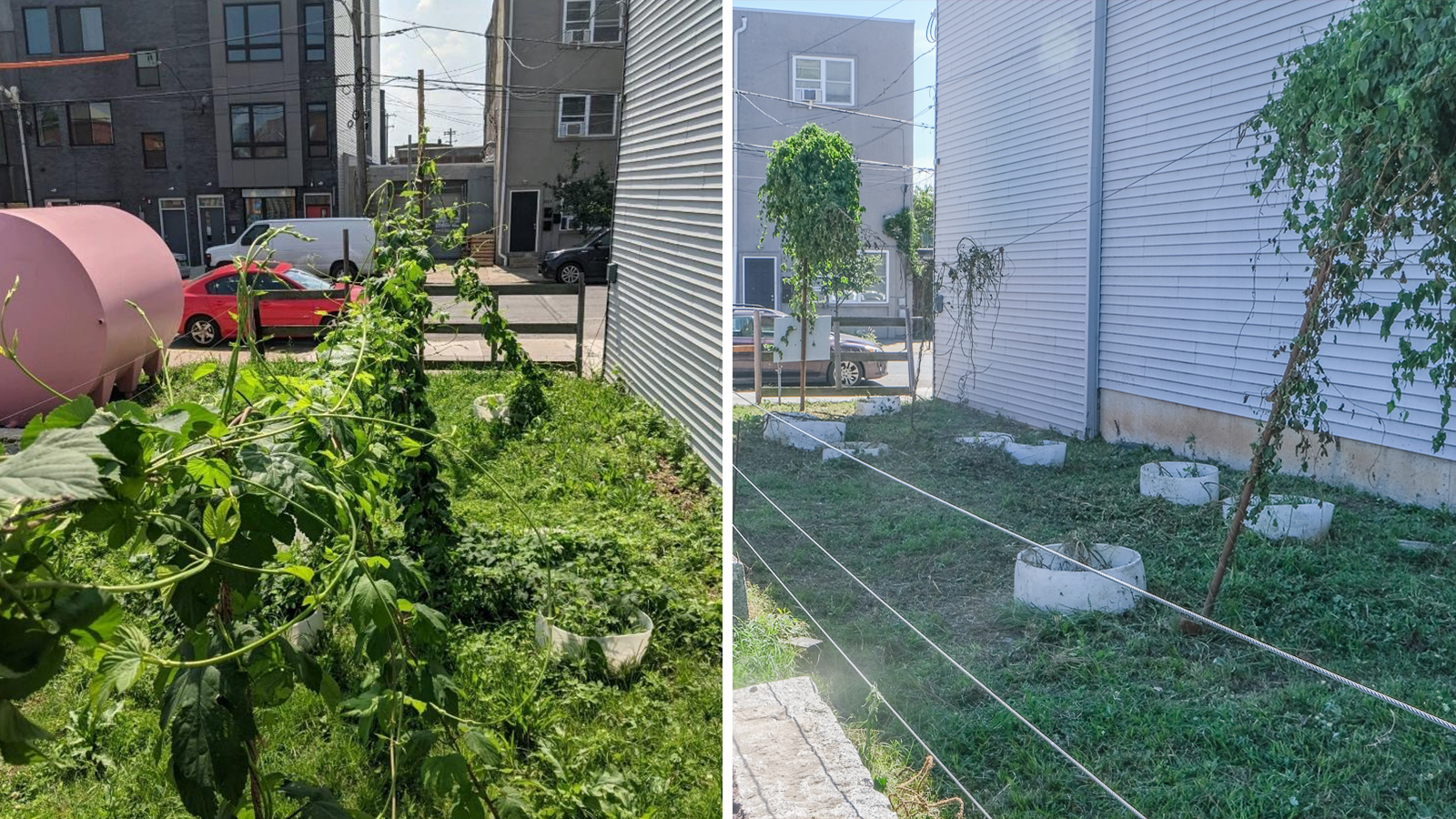 City crew destroys Philadelphia Brewing Company’s hops for fall beer, owners say