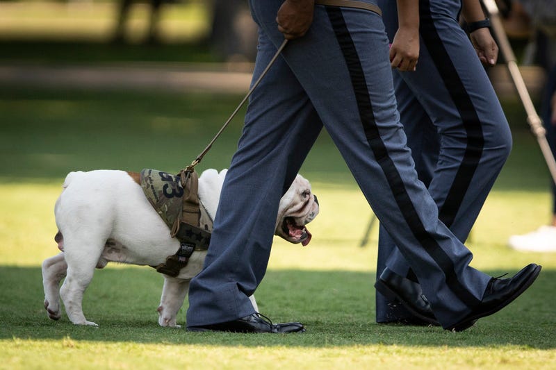 New Citadel Mascot G3 officially introduced to cadets during freshmen Oath Ceremony on campus Aug. 10 2020.JPG