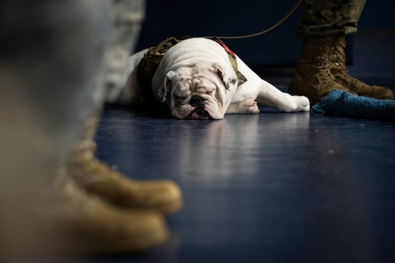 New Citadel mascot G3 taking a breather during his first official day on the job Aug. 6 in McAlister Field House.JPG