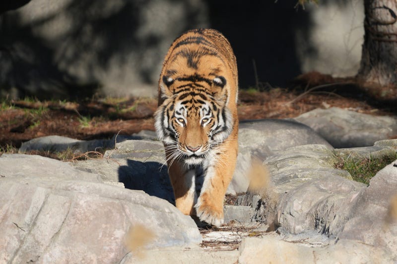 new tiger at Detroit Zoo