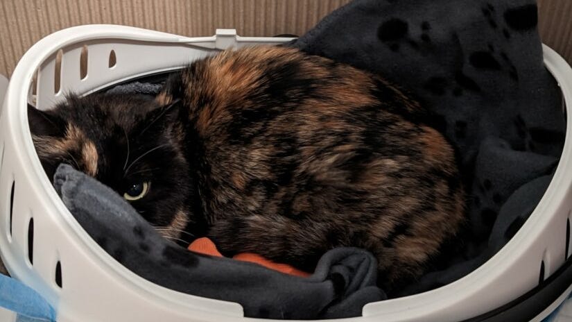 Cat discovered shipped from China in box marked 'fragile'