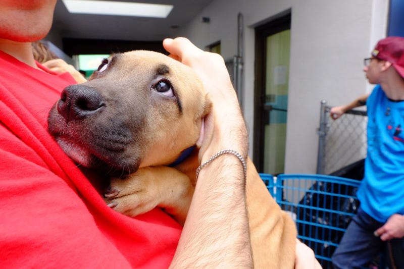 A woman holds a puppy