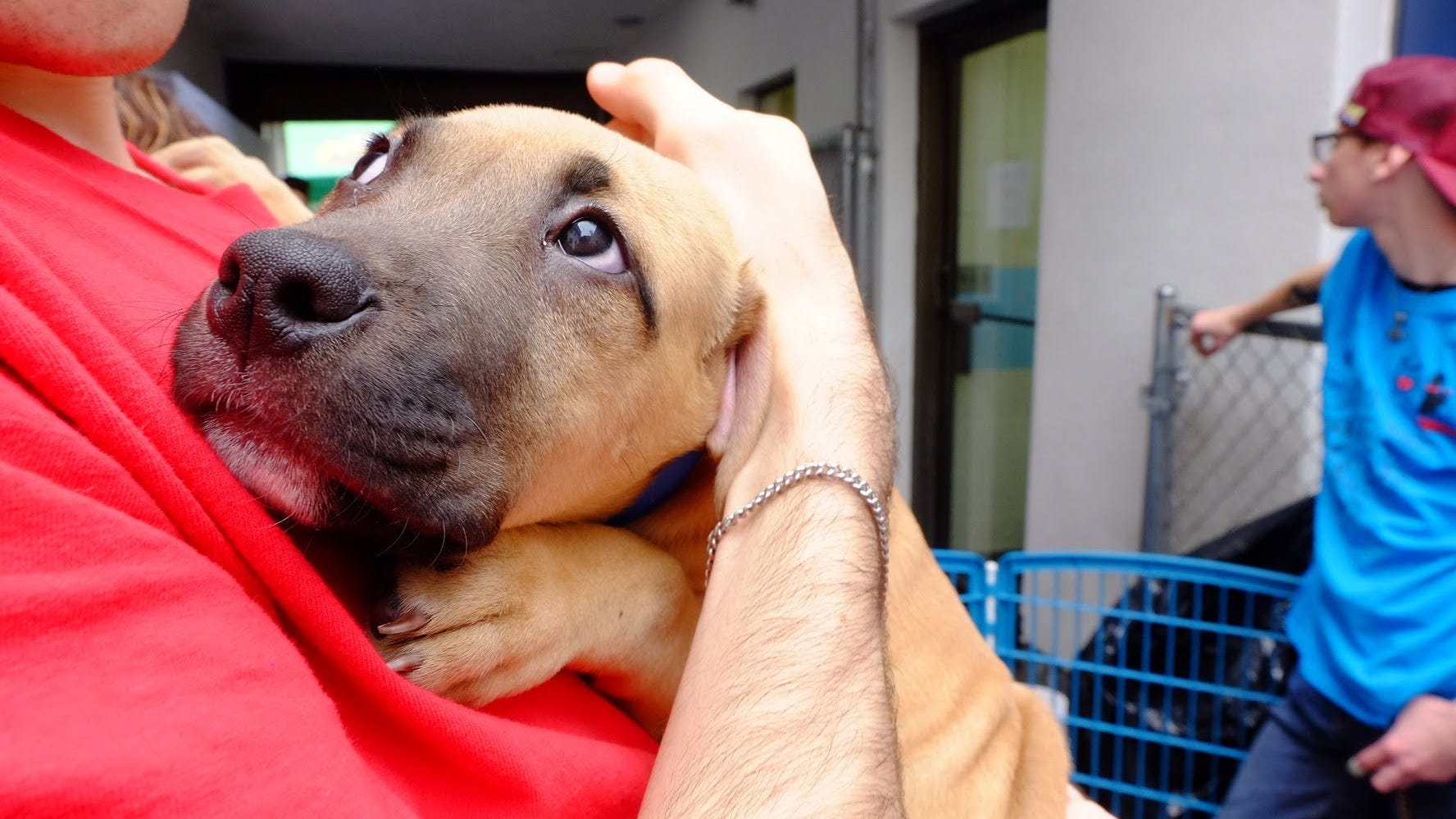 Abusive behavior toward pets often predicts domestic abuse in relationships