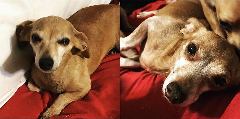 Senior pups Shelby Lynn and Ginger Louise