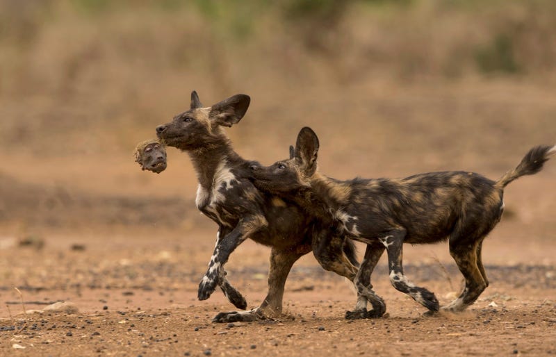 Two African wild dog puppies (aka painted wolf) in northern Zimbabwe play with the remains of their breakfast—the head of a chacmababoon