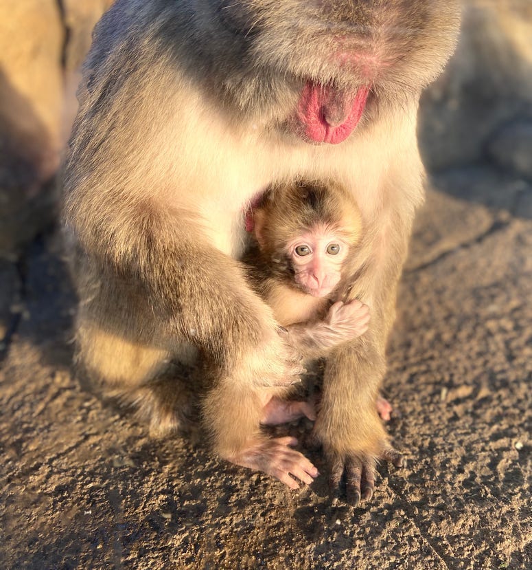 monkey