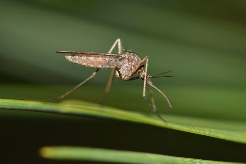 mosquito