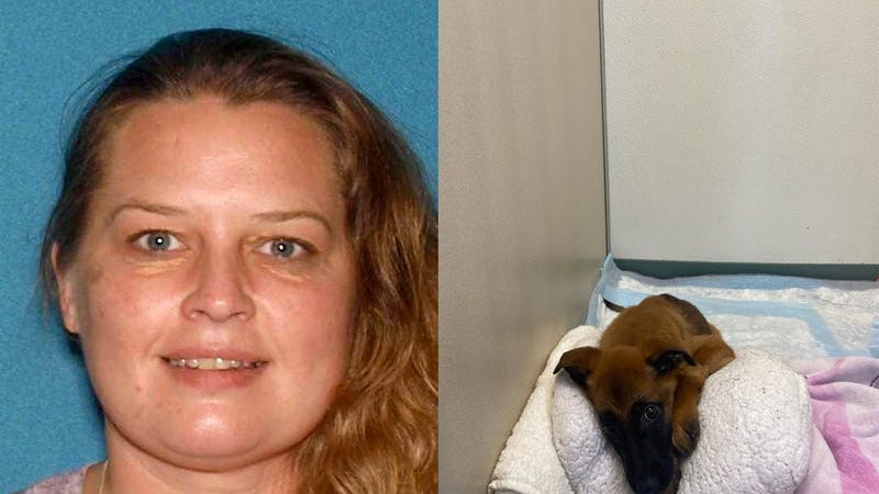 Mujer de Nueva Jersey maltrató y abandonó a sus perros enfermos