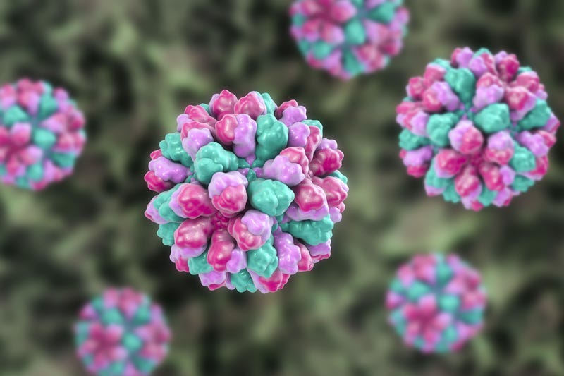  norovirus 