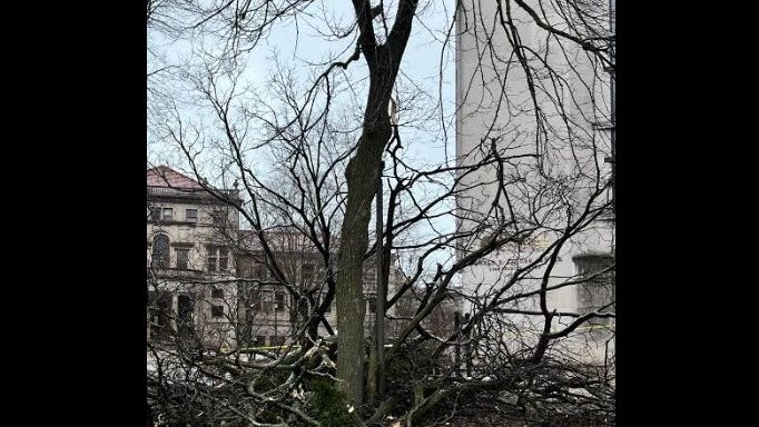 3 seriously injured by fallen tree on Northwestern campus: Evanston Fire Department