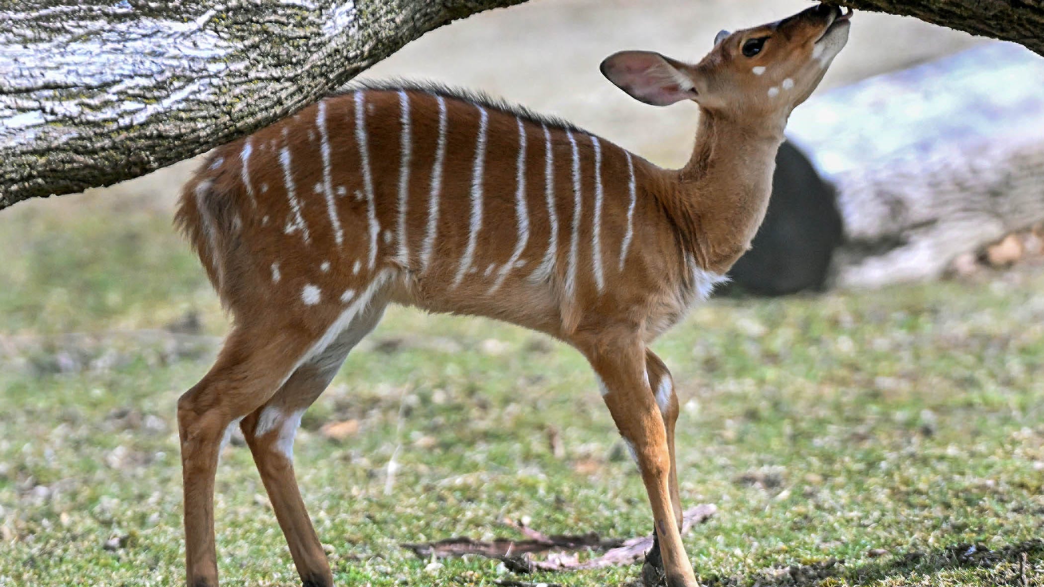 Brookfield Zoo shows off one of its newest animals